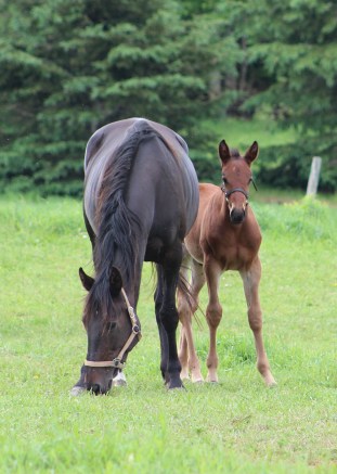 meadow-scarlette-horses-130