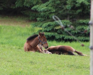 meadow-scarlette-horses-131