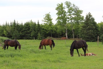 meadow-scarlette-horses-140