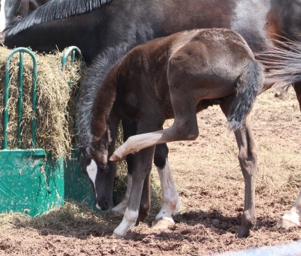 horse-day-4-june4-215