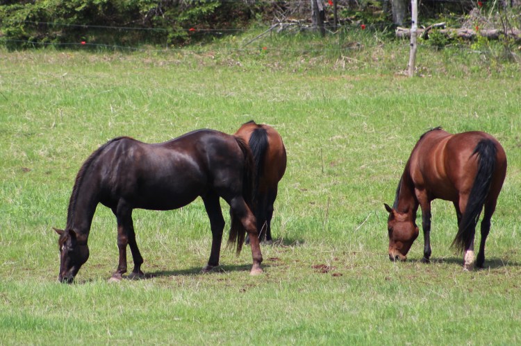 horse-day-4-june4-257