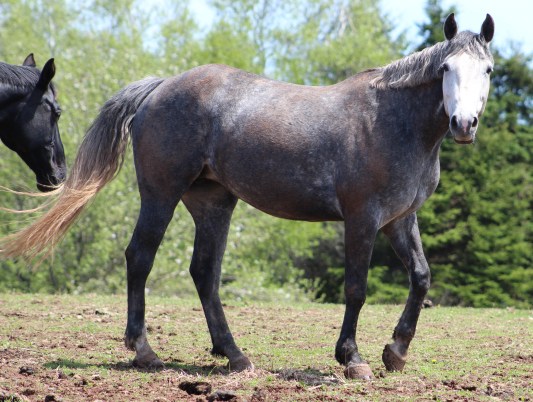 horse-day-4-june4-283