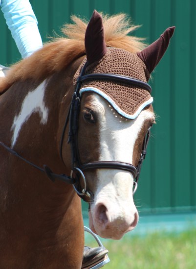 horse-day-4-june4-409