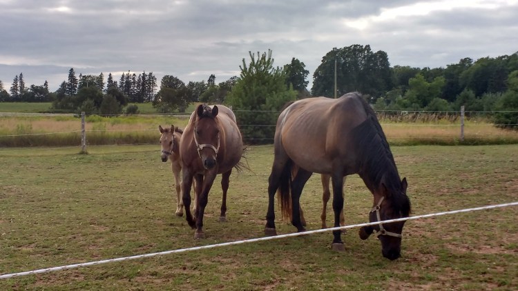 IMG_20170727_175145017_HDR