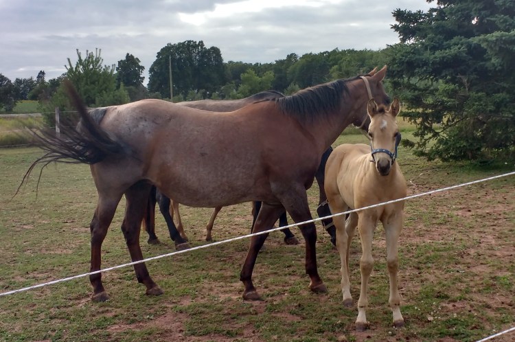 IMG_20170727_175200431_HDR